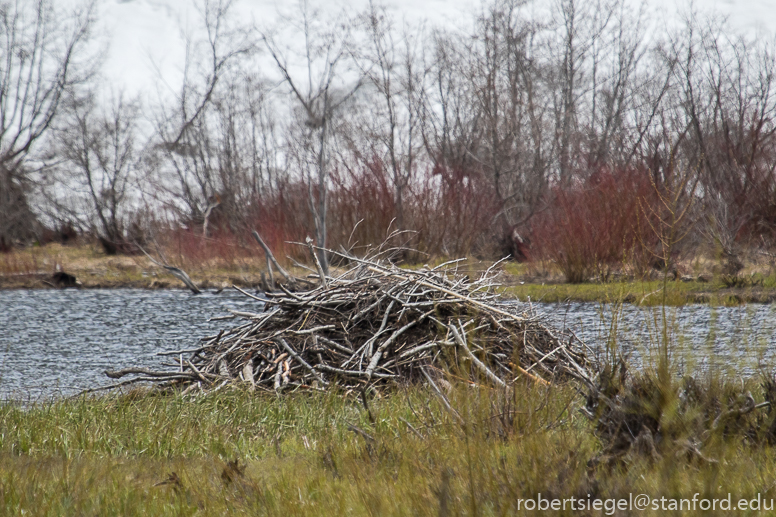 beaver lodge